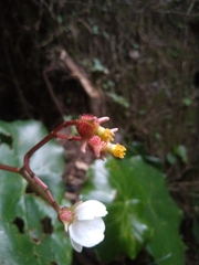 Begonia squamipes