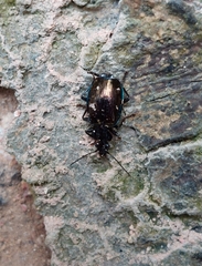 Physodera eschscholtzii