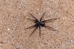 Tuxoctenus