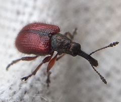 Tatianaerhynchites aequatus