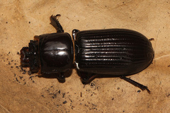Aulacocyclus kaupii