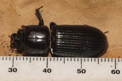 Aulacocyclus kaupii