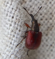 Tatianaerhynchites aequatus