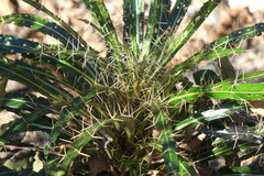 Ptilostemon casabonae