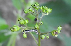 Cucullia scrophulariae