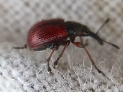 Tatianaerhynchites aequatus