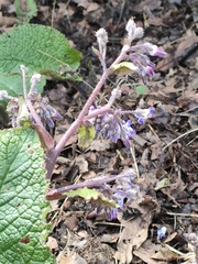 Borago officinalis