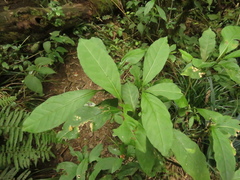 Solanum cornifolium