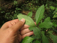 Solanum cornifolium
