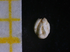 Quinqueloculina