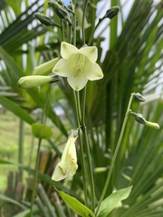 Helieae