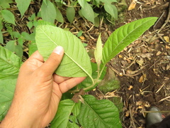 Critoniopsis bogotana