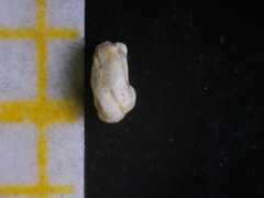 Quinqueloculina