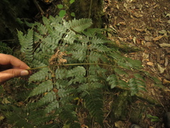 Pteris muricata