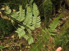 Pteris muricata