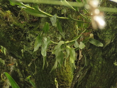 Epidendrum excisum