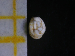 Quinqueloculina