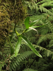 Epidendrum excisum