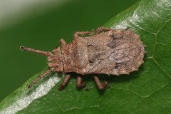 Eumenotes