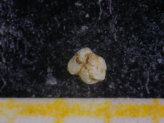 Quinqueloculina