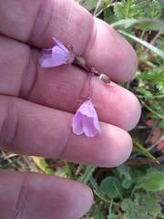Erodium maculatum