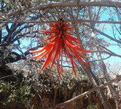 Erythrina folkersii