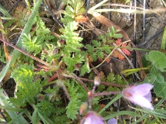 Erodium maculatum