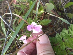 Erodium maculatum