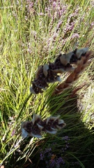 Elegia fistulosa