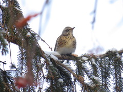 Turdus pilaris