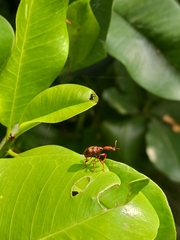 Strigapoderus