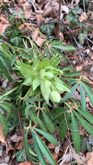 Helleborus foetidus
