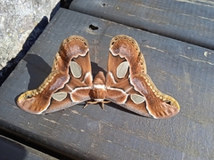 Rothschildia arethusa