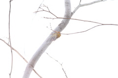 Macrotristria extrema