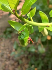Strigapoderus