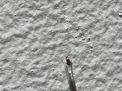 Insecta