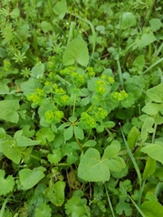 Euphorbia pterococca