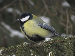 Parus major