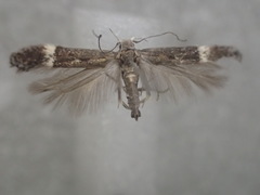 Aproaerema simplexella