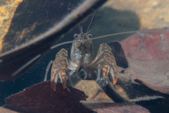 Cherax