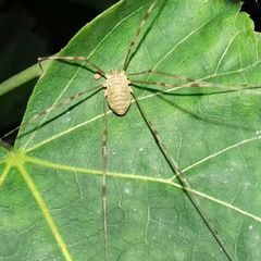 Opilio