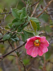 Passiflora mathewsii