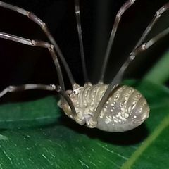 Opilio