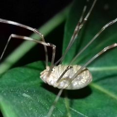 Opilio