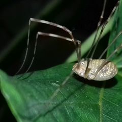 Opilio