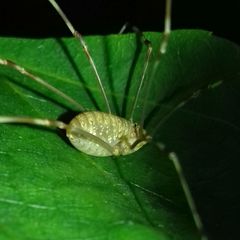 Opilio