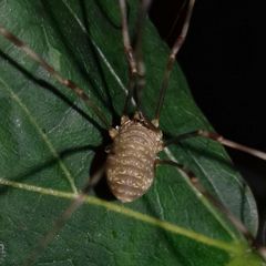 Opilio