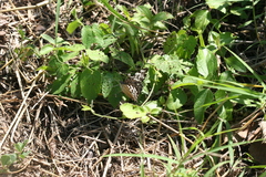 Hamadryas feronia farinulenta