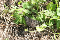 Hamadryas feronia farinulenta