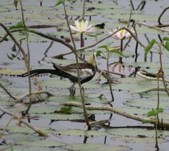 Hydrophasianus chirurgus